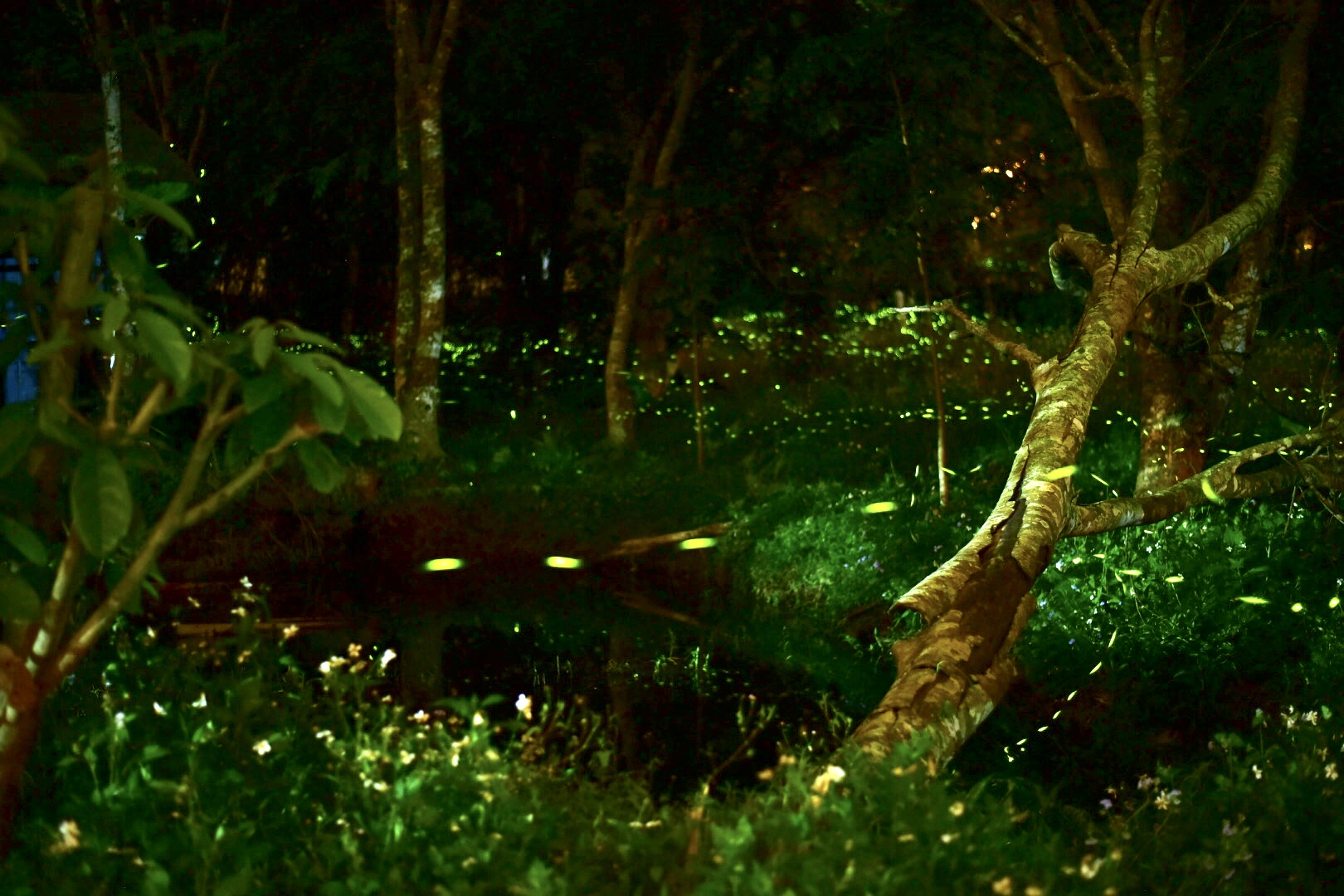 高鐵單程票（測試）